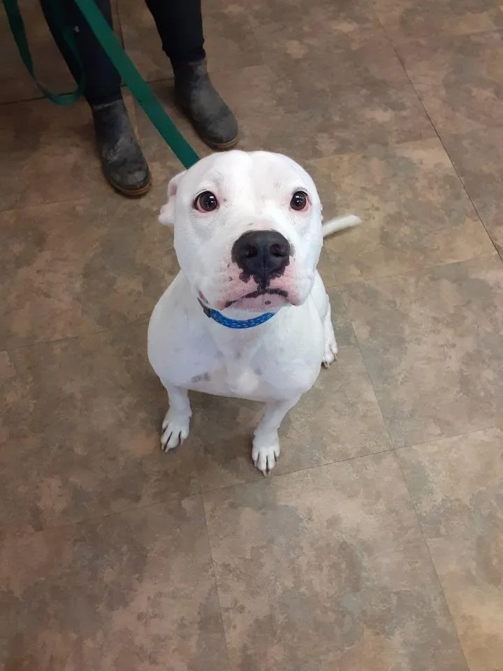 An adult medium-sized male Pit Bull Terrier dog named Odin for adoption in Cambridge, MD