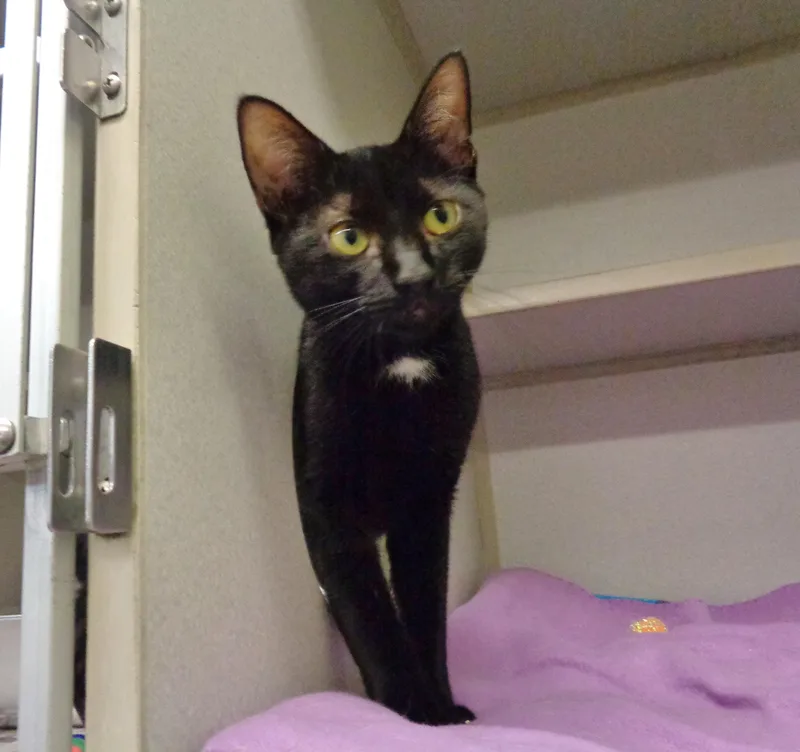 A young small-sized female Black Domestic Short Hair cat named Mount Rainier for adoption in Delhi, NY