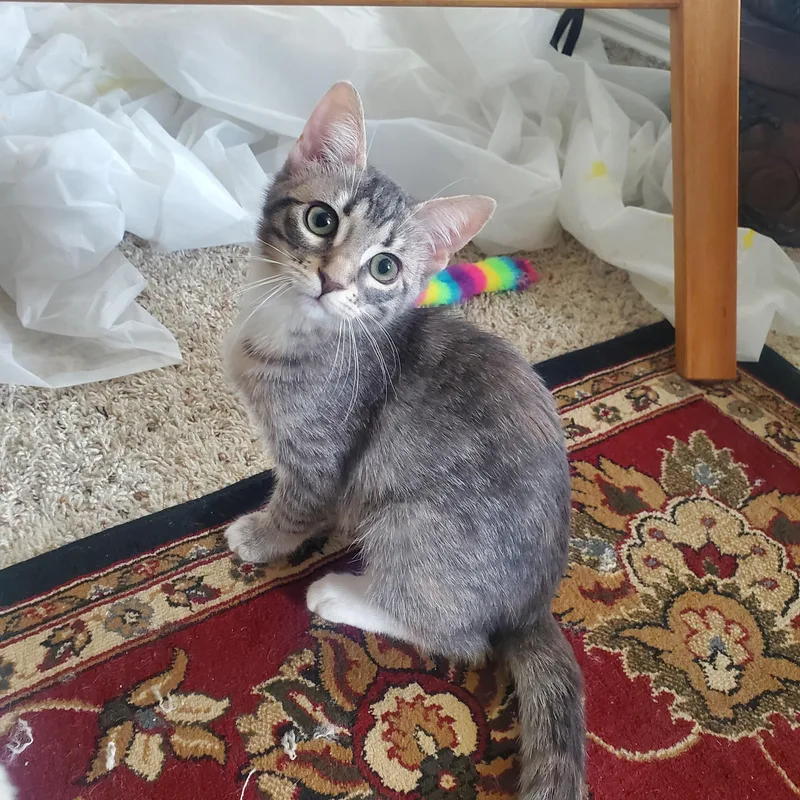 A young medium-sized female Tabby (Gray / Blue / Silver) Domestic Short Hair cat named Gris for adoption in fort worth, TX