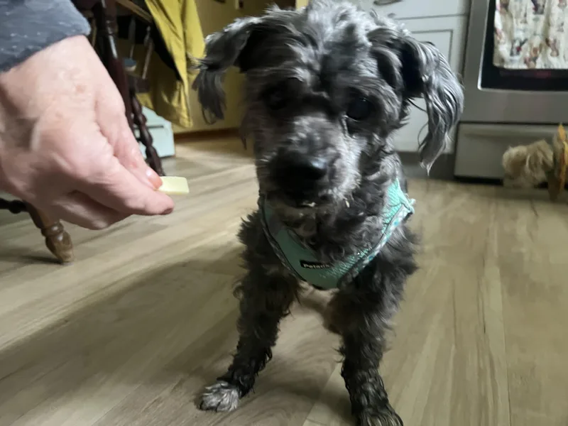 A senior small-sized male Gray / Blue / Silver Poodle dog named Carl for adoption in Dayville, CT