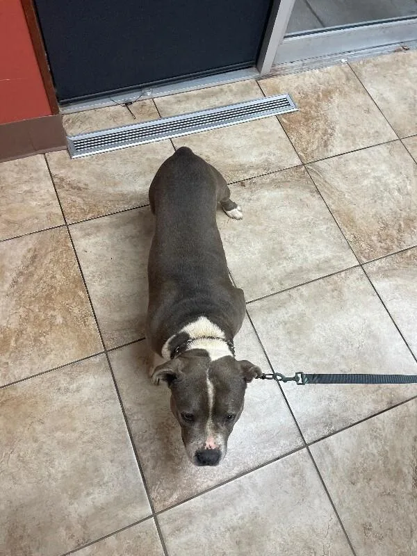 An adult large-sized male Gray / Blue / Silver Mixed Breed dog named Fat Man for adoption in Cincinnati, OH