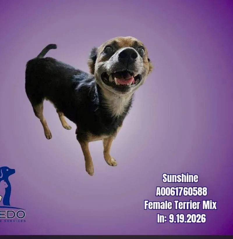 A young small-sized female Tricolor (Brown, Black, & White) Terrier dog named Marcy for adoption in Boulder, CO