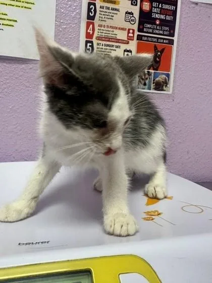 A baby small-sized female White Domestic Short Hair cat named 61355890 for adoption in El Paso, TX