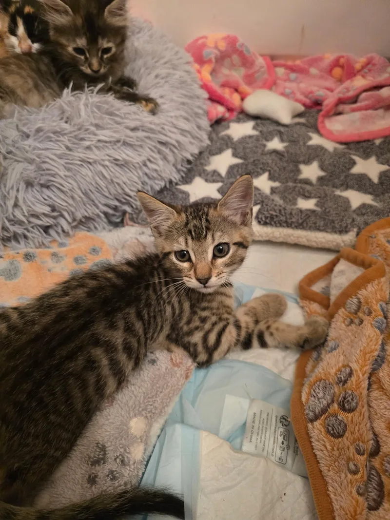 A baby small-sized male Domestic Short Hair cat named Chance for adoption in Delray Beach, FL