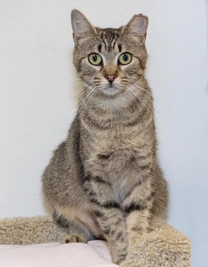 A young medium-sized female Tabby (Gray / Blue / Silver) Domestic Short Hair cat named Pacific for adoption in Elmwood Park, NJ