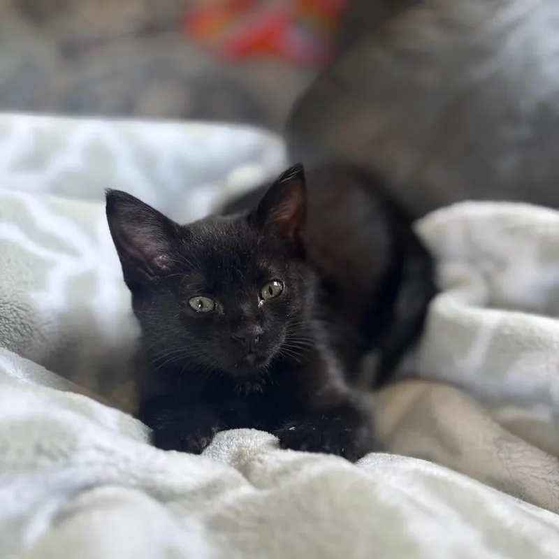 A baby small-sized female Black Domestic Short Hair cat named Shana for adoption in Ferndale, MI