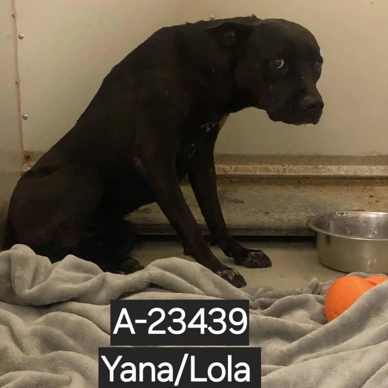 An adult medium-sized female Pit Bull Terrier dog named WAGSStray for adoption in Westminster, CA