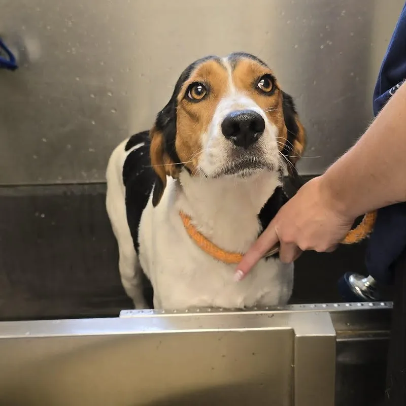 An adult medium-sized female Tricolor (Brown, Black, & White) Hound dog named Jacquelyn for adoption in Orange, VA