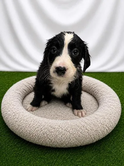 A baby small-sized female Black Mixed Breed dog named Aveda for adoption in Covington, LA