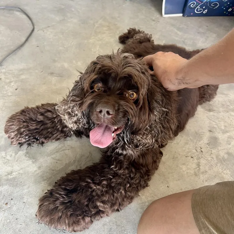 An adult small-sized female Cocker Spaniel dog named Lady for adoption in Houston, TX