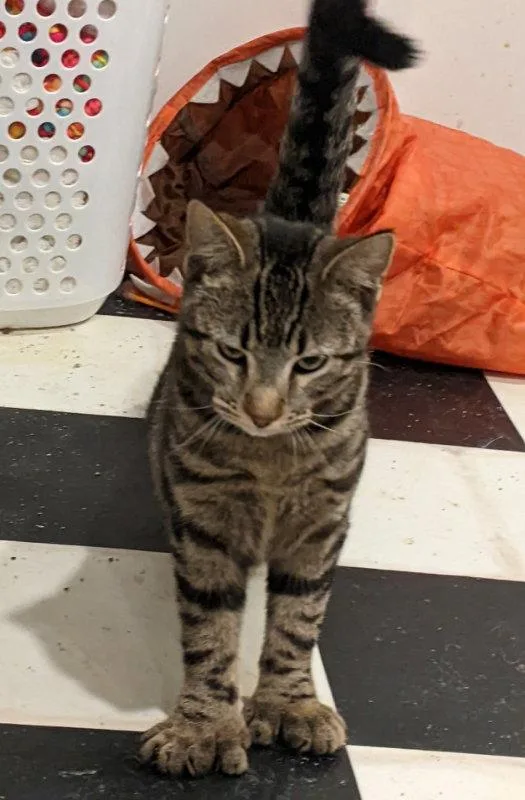 A young medium-sized male Domestic Short Hair cat named Hemingway for adoption in Dalzell, IL