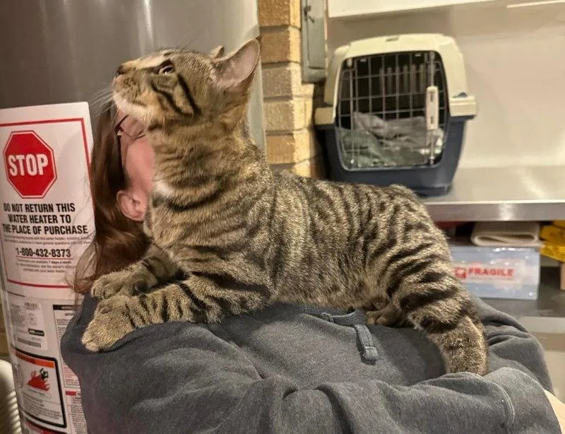 Hemingway thumbnail 2