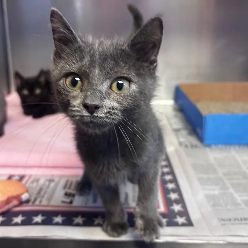 A baby small-sized male Gray / Blue / Silver Domestic Short Hair cat named Flannel for adoption in Belleville, IL