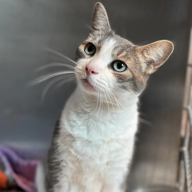 An adult large-sized male Domestic Short Hair cat named Stewart for adoption in Matteson, IL