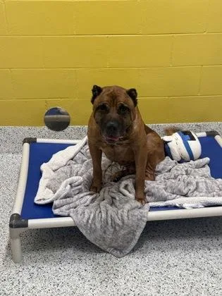 A senior extra large-sized male Bullmastiff dog named Jackson for adoption in Atlanta, GA