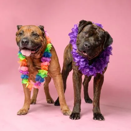 Jackson thumbnail 3