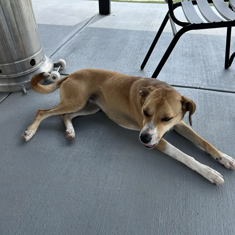 A young medium-sized female Labrador Retriever dog named Misty for adoption in Seward, NE