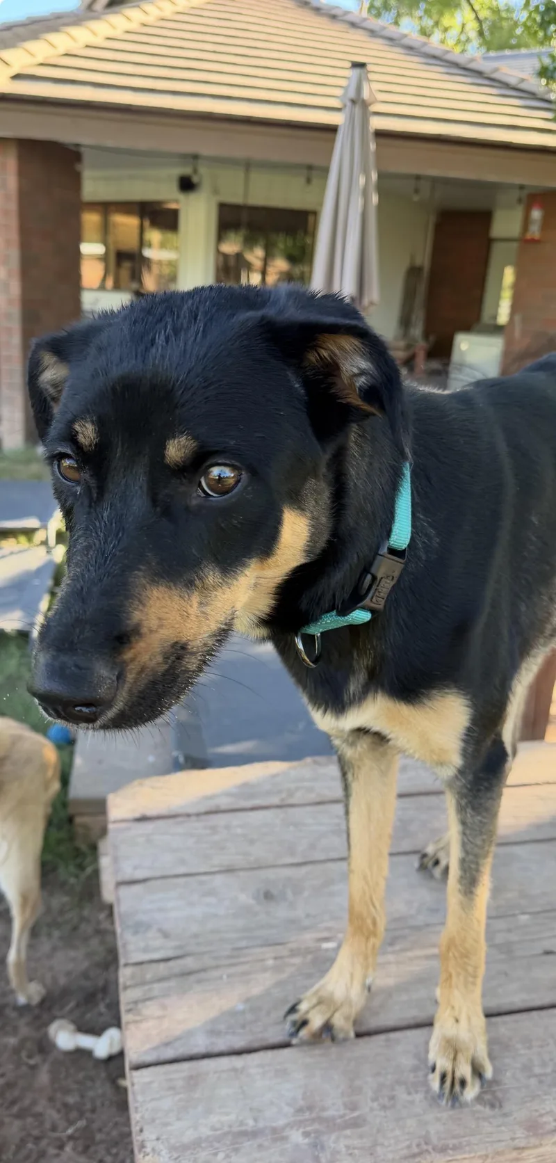 A young large-sized female Bicolor Australian Kelpie dog named Ember for adoption in Gilbert, AZ