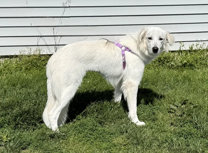 An adult medium-sized female White / Cream Great Pyrenees dog named Rosey for adoption in Ellicott City, MD