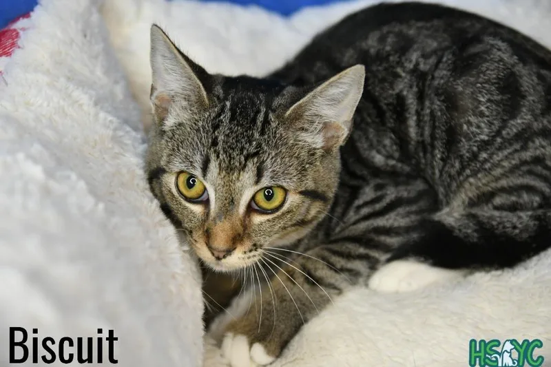 A baby medium-sized female Domestic Short Hair cat named Biscuit for adoption in Fort Mill, SC