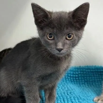 A baby small-sized female Gray / Blue / Silver Domestic Short Hair cat named Lemon for adoption in Hawthorne, CA
