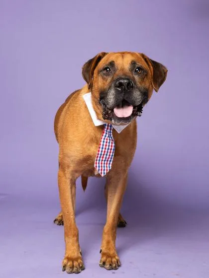 A senior large-sized male Mixed Breed dog named Dobster for adoption in Atlanta, GA