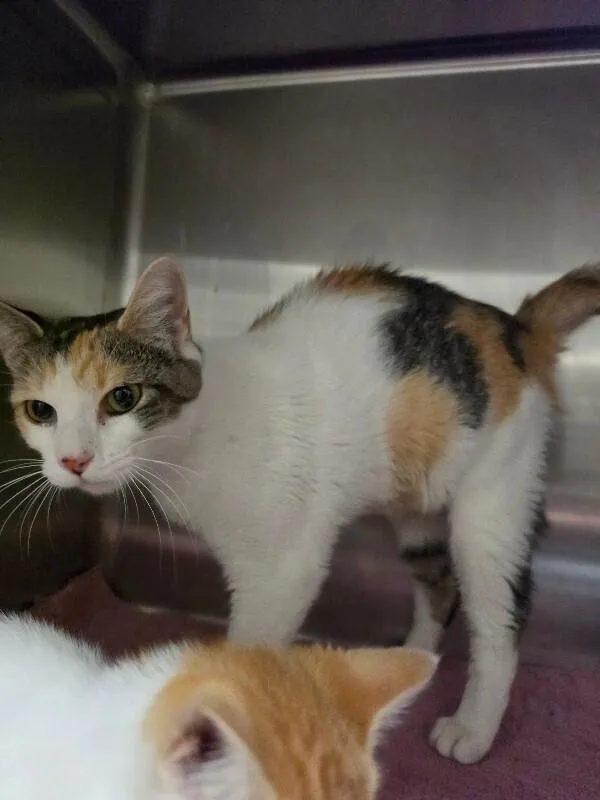 An adult medium-sized female Calico cat named Hazel for adoption in Bluffton, IN