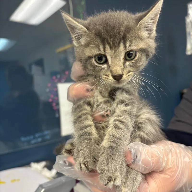 A baby small-sized male Gray / Blue / Silver Domestic Short Hair cat named Doodle Bear for adoption in Newark, NJ