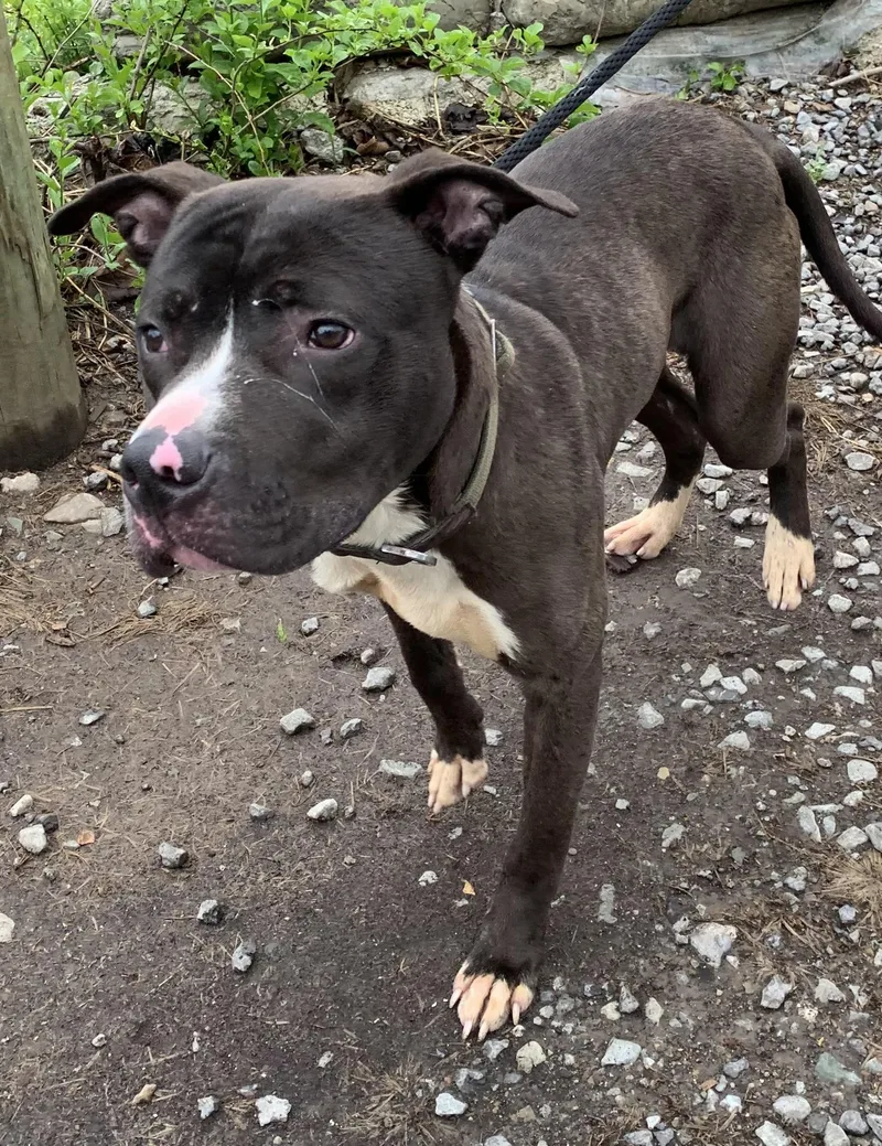 A young medium-sized male Black Mixed Breed dog named Dexter for adoption in McKeesport, PA