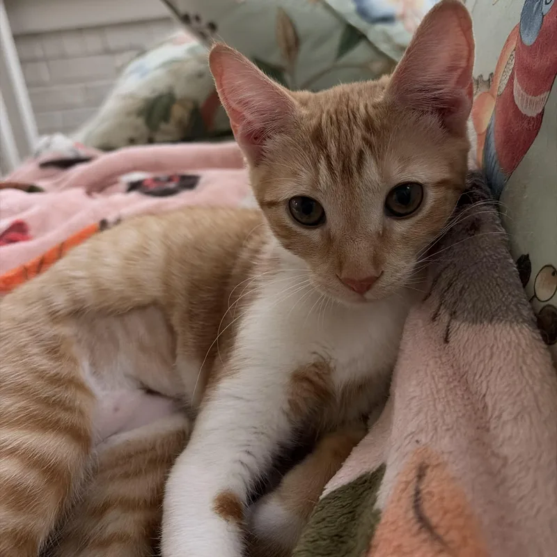 A baby medium-sized female Tabby (Orange / Red) Domestic Short Hair cat named Sunny for adoption in SNOW HILL, NC