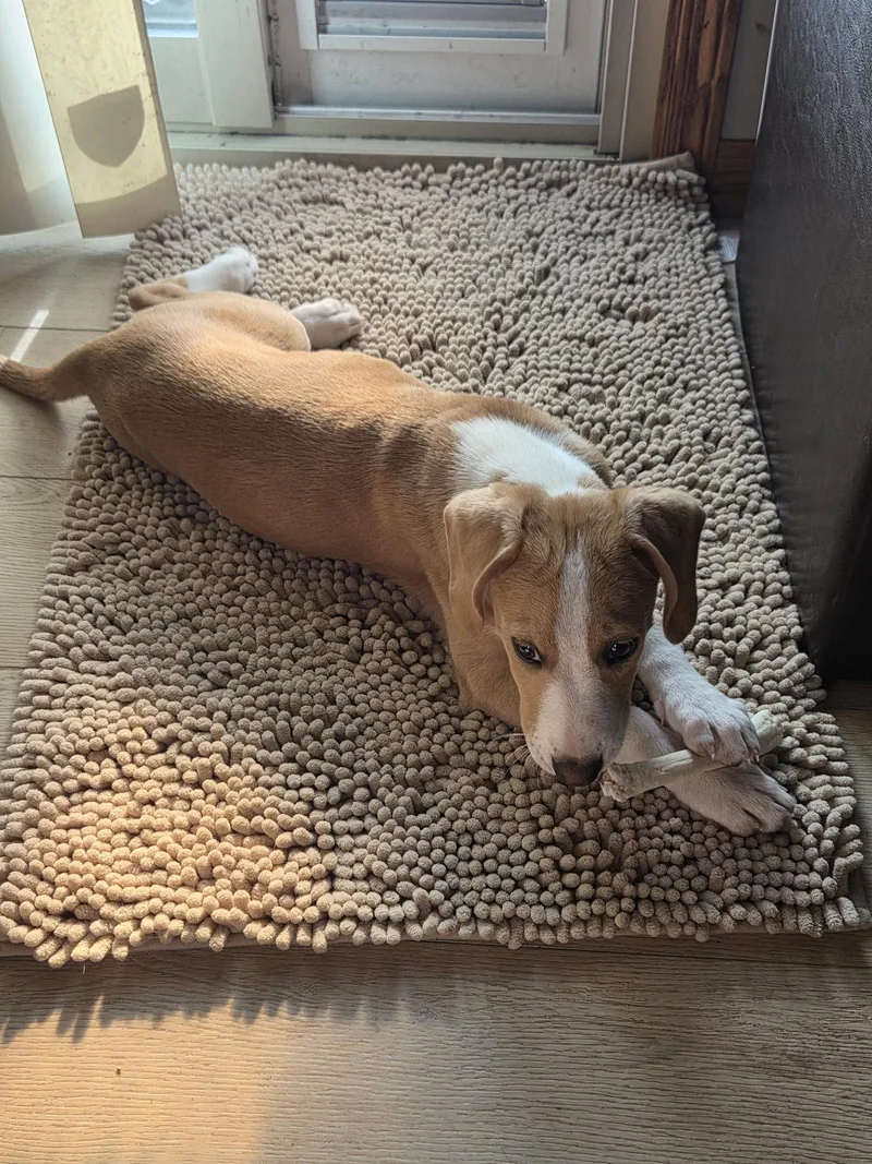 A baby medium-sized female Beagle dog named Cricket for adoption in Brooklyn Center, MN