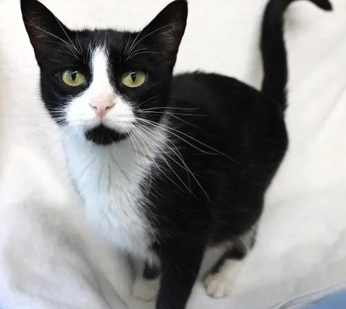An adult medium-sized female Domestic Short Hair cat named Wanda for adoption in Thief River Falls, MN