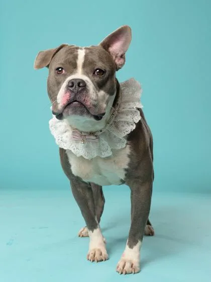 An adult medium-sized female Pit Bull Terrier dog named Lucy Lou for adoption in Atlanta, GA