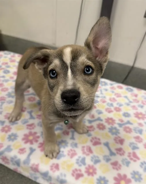 A baby small-sized male Siberian Husky dog named Cheers for adoption in Ontario, CA
