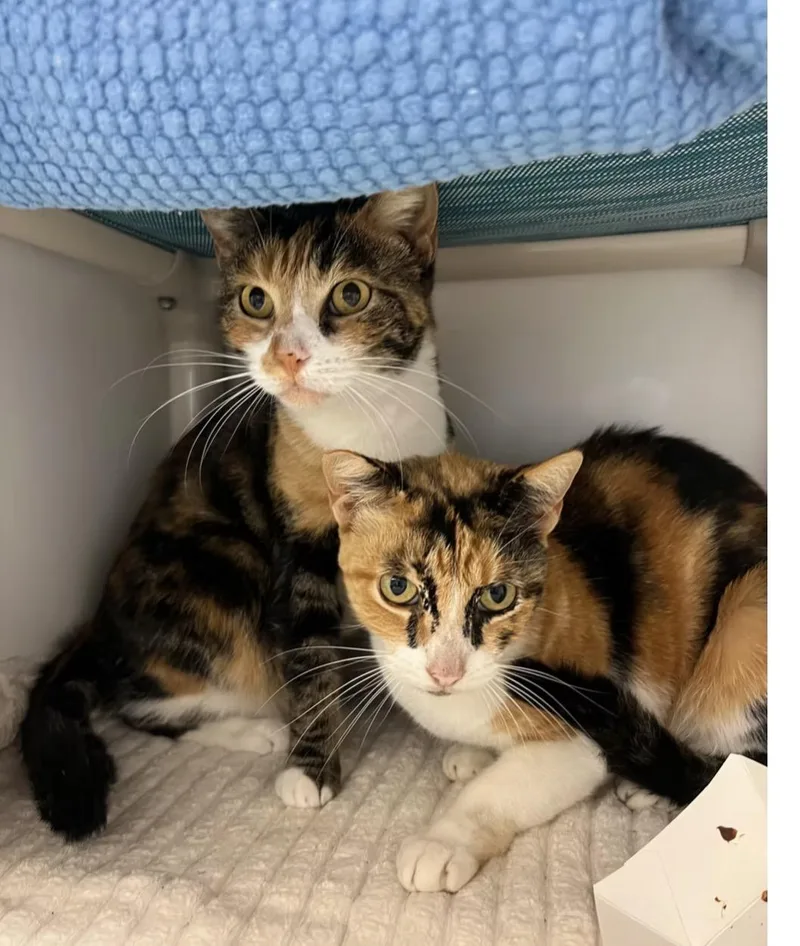 An adult medium-sized female Domestic Short Hair cat named Lyss and Natalia for adoption in El Cajon, CA