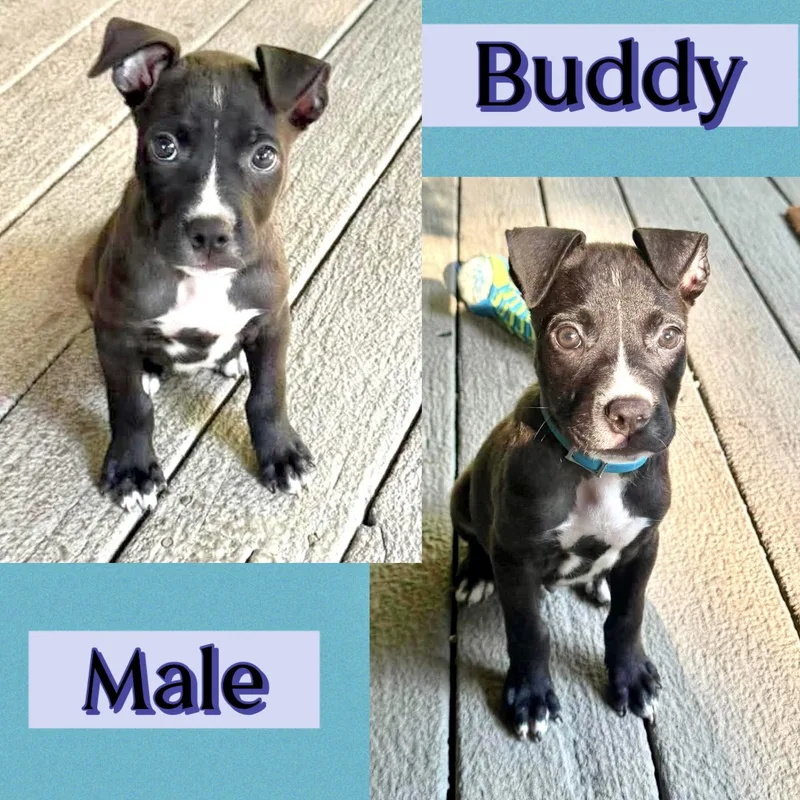 A baby medium-sized male Pit Bull Terrier dog named Buddy for adoption in Manchester, CT