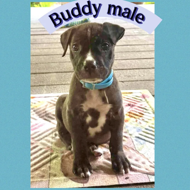 Buddy thumbnail 2