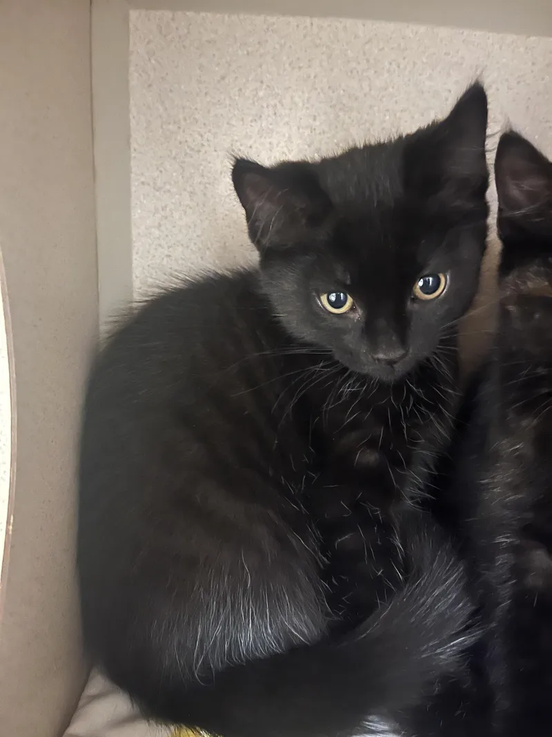 A young small-sized male Domestic Short Hair cat named Jefferson for adoption in Quakertown, PA