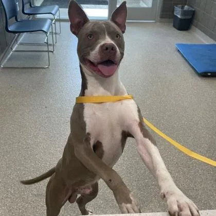 An adult medium-sized male Pit Bull Terrier dog named Caputos for adoption in Wheaton, IL