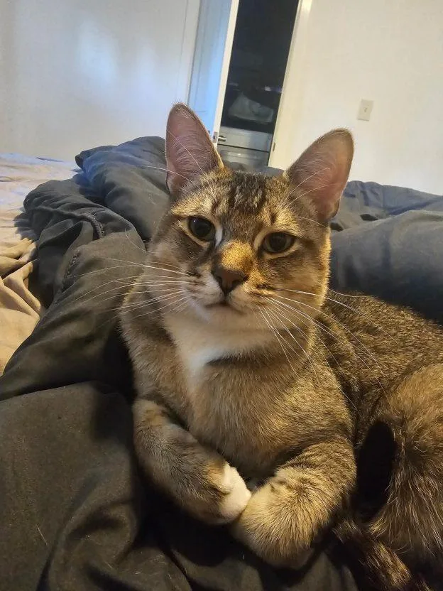 A young medium-sized male Tabby (Buff / Tan / Fawn) Domestic Short Hair cat named Elowen or Alvin for adoption in Anchorage, AK