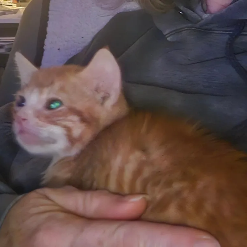 A baby small-sized male Domestic Short Hair cat named Garfield for adoption in Allyn, WA