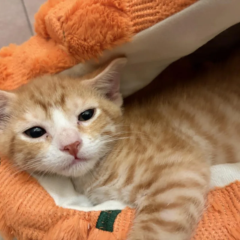 Garfield thumbnail 2