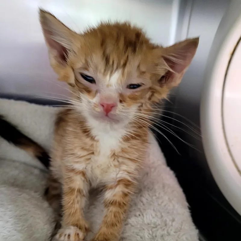 Garfield thumbnail 3