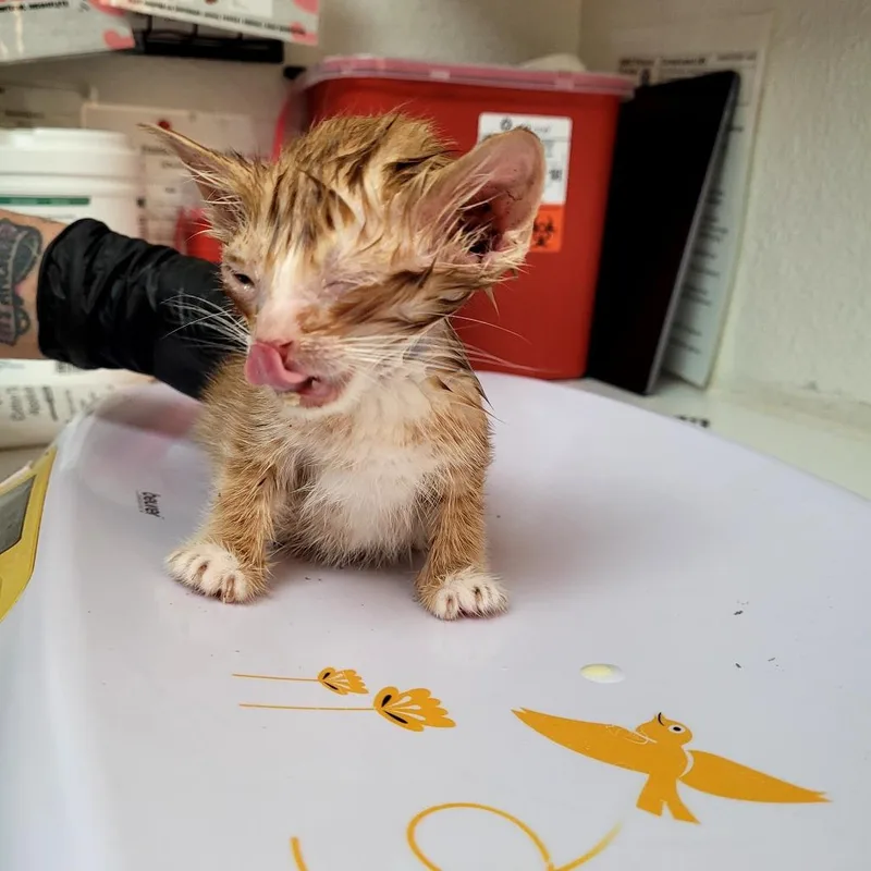 Garfield thumbnail 5