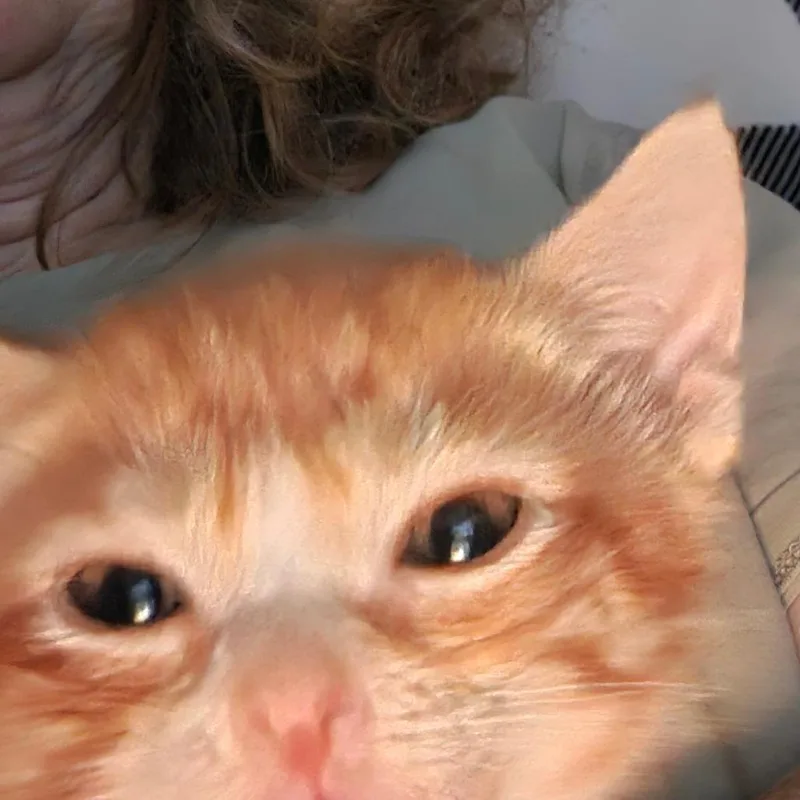 Garfield thumbnail 6