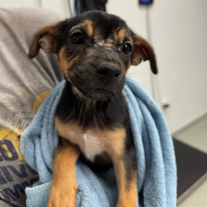 A baby small-sized female Australian Shepherd dog named Karma for adoption in Abilene, TX