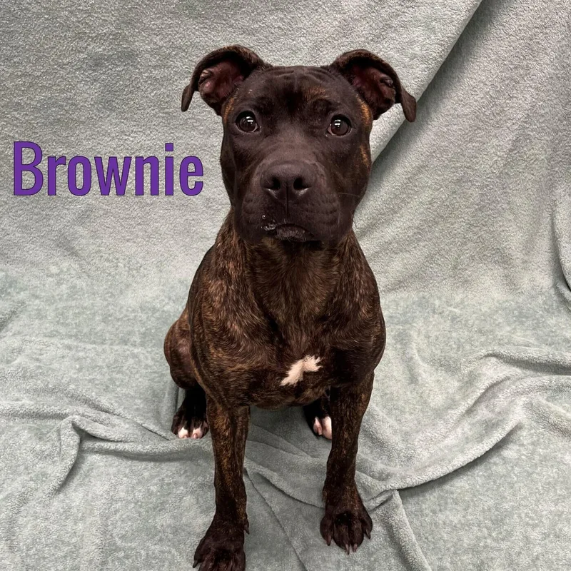 Brownie