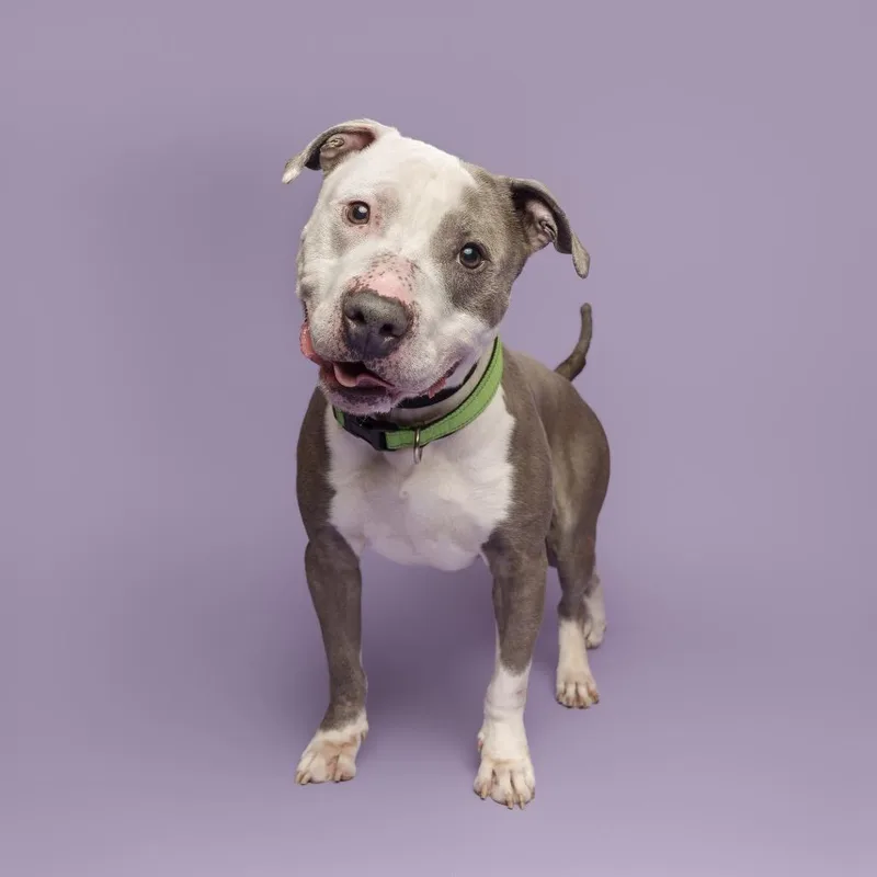 An adult medium-sized male Gray / Blue / Silver Mixed Breed dog named Valor for adoption in Pittsburgh, PA