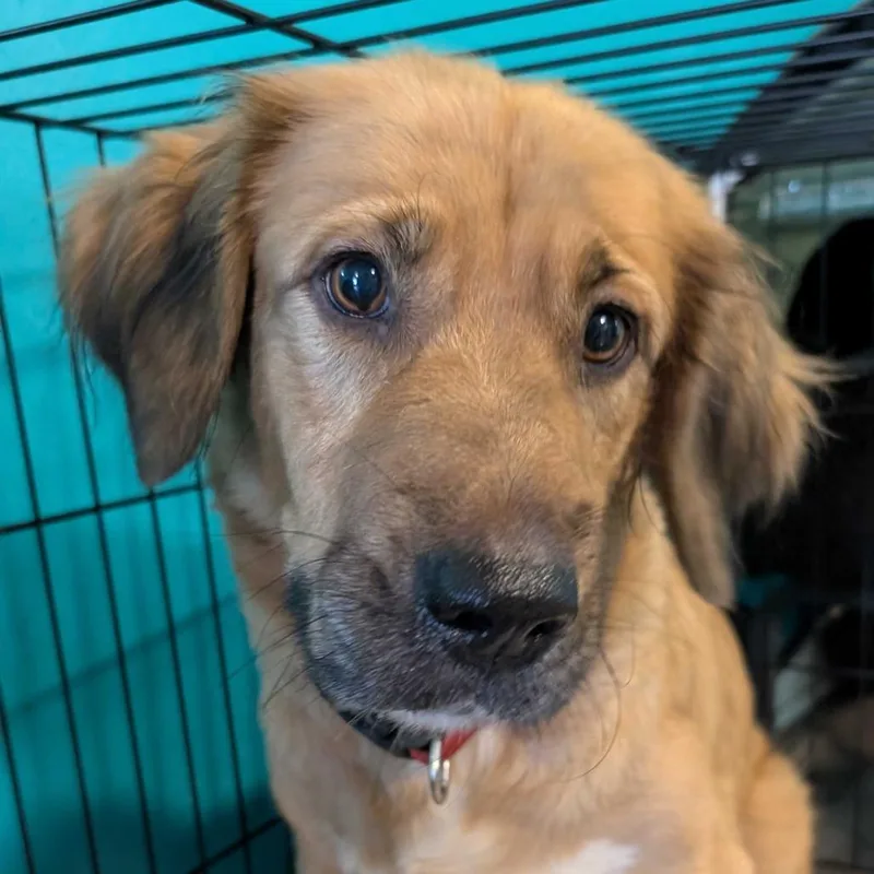 A young medium-sized female Yellow / Tan / Blond / Fawn Mixed Breed dog named Holly for adoption in Jefferson city, TN