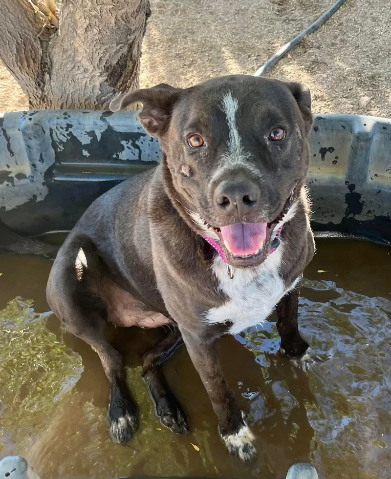 An adult medium-sized female Brown / Chocolate Pit Bull Terrier dog named Macy for adoption in Ventura, CA